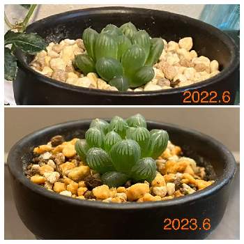 多肉植物,ハオルチア属,今日のお花,窓辺の画像