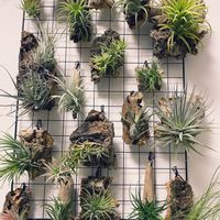エアプランツ チランジア,我が家のチランジア,チランジア【エアプランツ】,観葉植物,部屋の中の画像