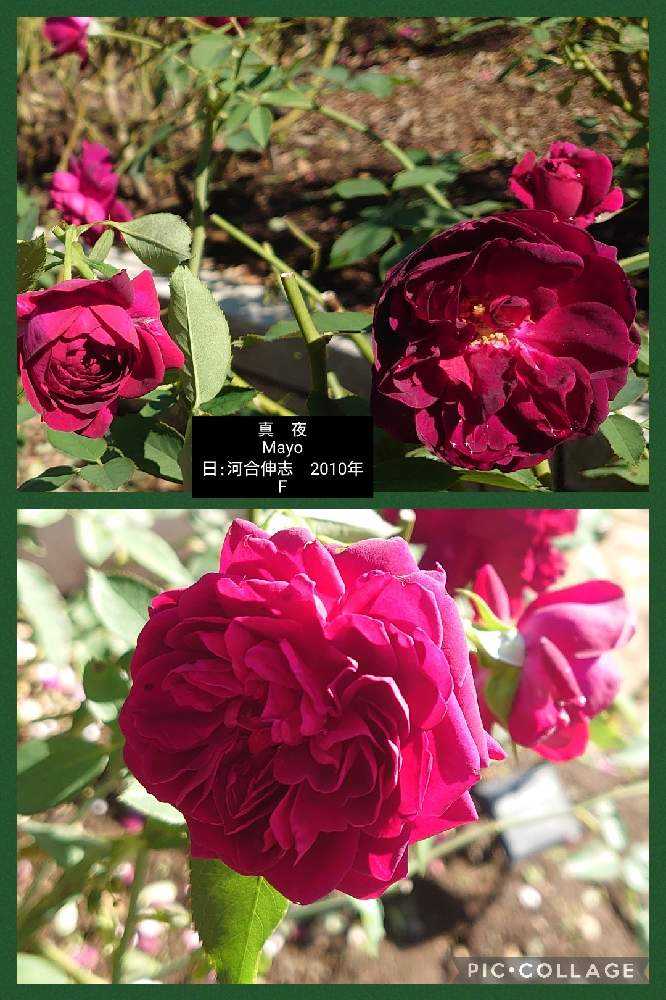 素敵マニア・・シリーズです♪藍色の薔薇・・