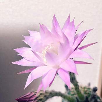 GS映え,植中毒,綺麗,ガーデニング,珍奇植物の画像
