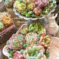 多肉植物,韓国多肉,ボタニカルライフ,多肉紅葉,お気に入りの画像