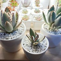 星兎耳,黒兎耳,月兎耳,多肉植物,初夏ですね♪の画像
