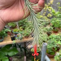 チランジア,多肉植物,着生植物,小型,着生の画像