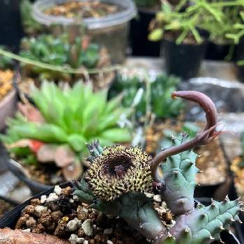 多肉植物,ガガイモ科,おうち園芸, サボテン,ガガイモの花の画像