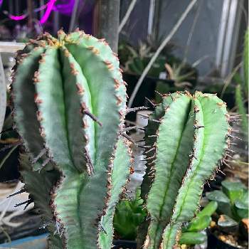 多肉植物,おうち園芸, サボテン,実生,サボテン実生の画像