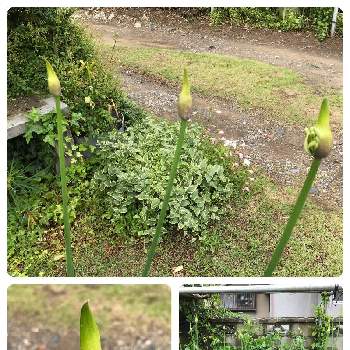 イチゴ,いちご,マイガーデン,ガーデニング初心者,鉢植えの画像
