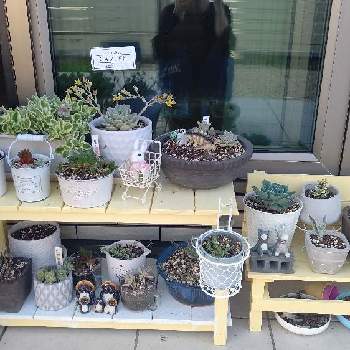 多肉植物,みどりのある暮らし,癒しの植物,多肉植物寄せ植え,多肉女子の画像