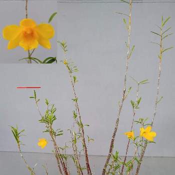 Dendrobium sp.,姫竹葉セッコク,着生植物,ラン科,古典園芸植物の画像