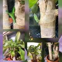 縁起の良い観葉植物,明日への幸福,今日のつぶやき,幸福の木(ドラセナ・フレグランス),窓辺の画像