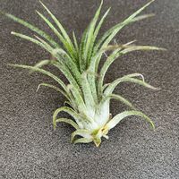 イオナンタ,我が家のチランジア,植物のある暮らし,エアープランツ☆,わが家の観葉植物❢の画像