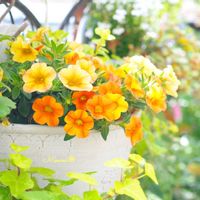 すぐ楽ミリオンベル,植物のある暮らし,カラフル,ハンキング,小花会の画像