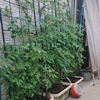 ミニトマト,Key-chan^^ ミニトマト,日々の暮らし,家庭菜園,緑のある暮らしの画像
