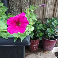 カランコエ,ペチュニア,Key-chan^^ Petunia,ピンクの花,緑のある暮らしの画像