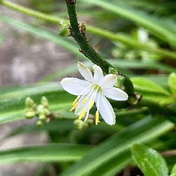 オリヅルラン,花のある生活,和風の庭,白い花,花のある暮らしの画像