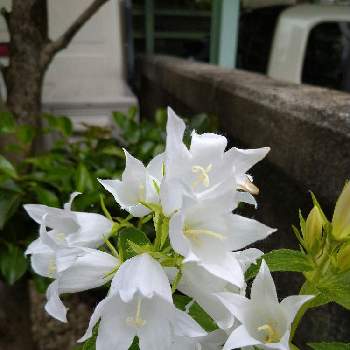 ガーデニング,広い庭の画像