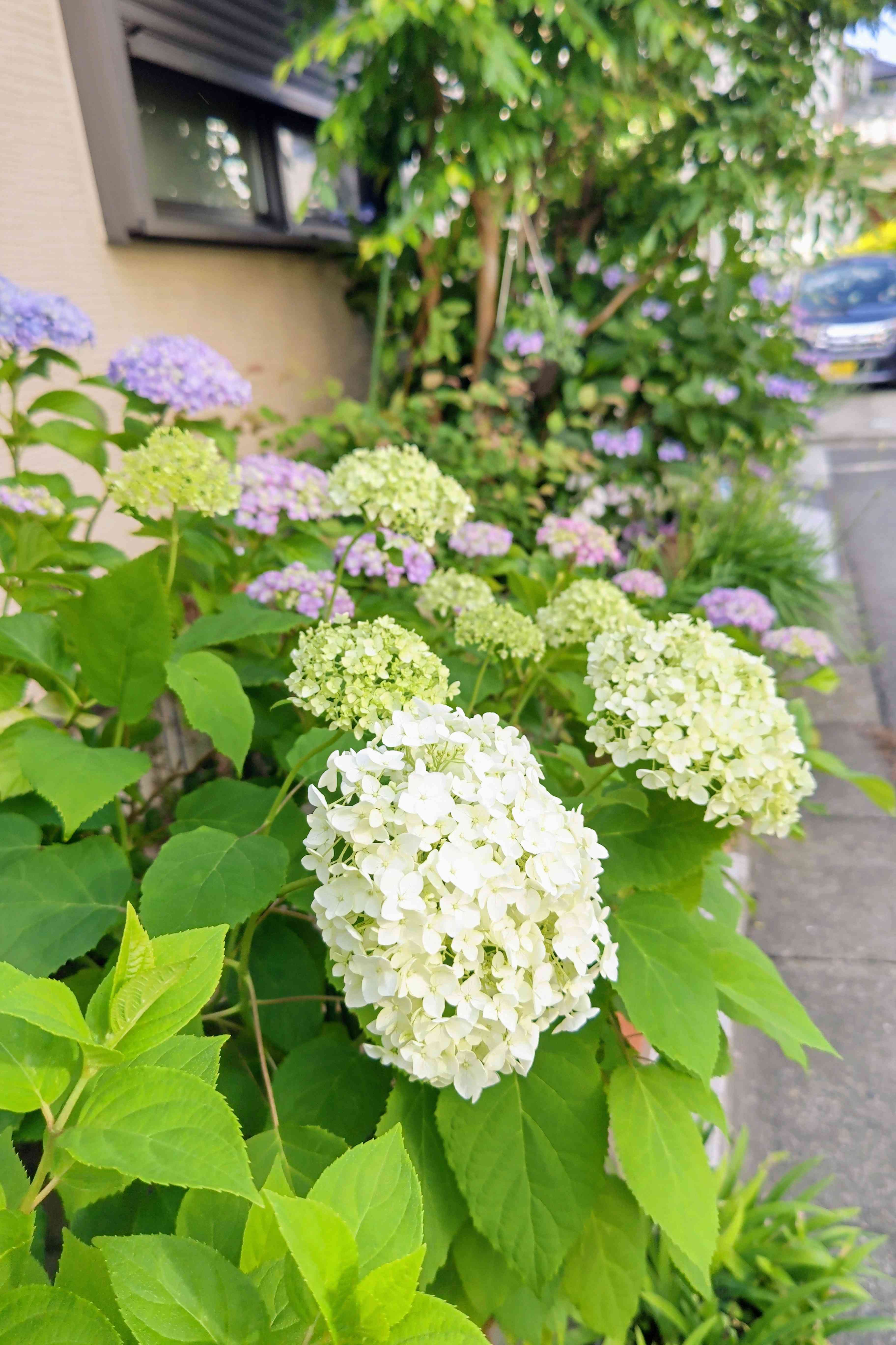 No.314 モコ家に咲く花⑤ 6月の庭。紫陽花、ホタルブクロ