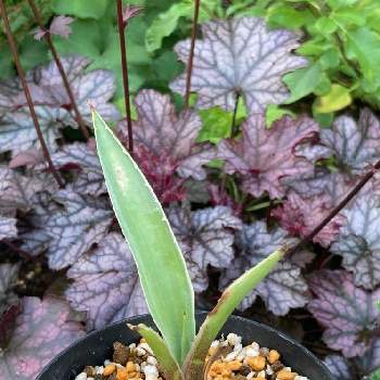 白閃光,アガベ,多肉植物,広い庭の画像