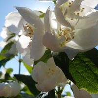 バイカウツギ,家のお花,ほんとうの空のある福島の画像