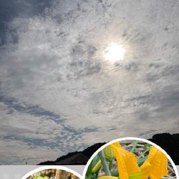 自然暮らし,ミニトマト♥,プランター野菜,カゴメのトマト苗,ベランダガーデニングの画像
