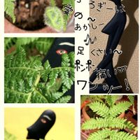 ヘゴ,シダ植物,お庭の植物,iPhone撮影,スマホ撮影の画像