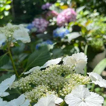 紫陽花,紫陽花 群鷺,紫陽花の季節,われら17年組,シェードガーデンの画像