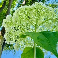 ケヤキ,アナベル,あおぞら,花と風,木と風の画像