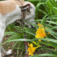 ヘメロカリス,黄色い花,犬の散歩,グリーンコート,お出かけ先の画像