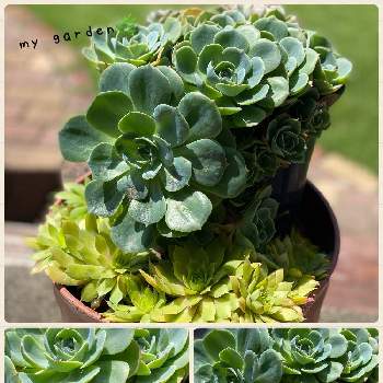 七福神,センペルビウム　ゴールドナゲット,植物のある暮らし,多肉大好き,多肉ちゃんの画像