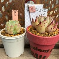 ロメオ×ギルティ,ハイル,インスタライブ販売会,初めましての多肉屋さん,長崎タニラーの画像