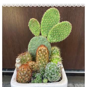 シャクレルくん,大人ラブリー,サボテンの寄せ植え,サボテン☆,梅雨の晴れ間の画像