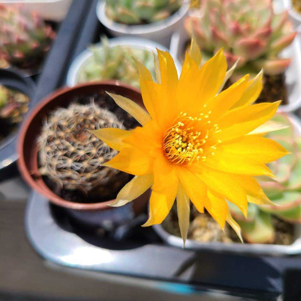 アラクナカンサの成長記録🖤🧡｜🍀GreenSnap（グリーンスナップ）