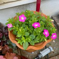 ペチュニア,マドンナの宝石,マドンナの宝石　ピンク,ピンクの花,the_garden_partyの画像