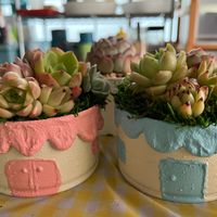 観察,ビンゴ大会,エケベリア属,楽しみ,トロピカルガーデンの画像