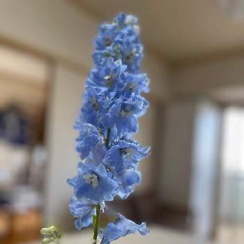 デルフィニウム,切り花,部屋の画像