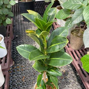 フィカス・エラスティカ 'アポロ',かっこいい！,レア植物,観葉植物,植物のある暮らしの画像