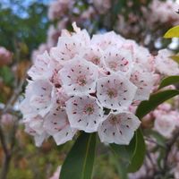 カルミア,散歩の途中で∪∵∪,桃色組♪,ご近所さんお花達♪の画像