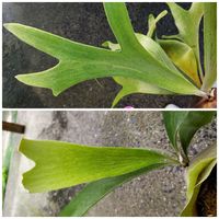 P. Bahia variegated,P. Walrusii,ビカクシダの画像