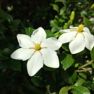 クチナシ,花木,クチナシ♡,庭木・花木,こまりねこ クチナシの画像
