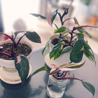 フィロデンドロン・ピンクプリンセス,関西風土,観葉植物,挿し木,水挿しの画像