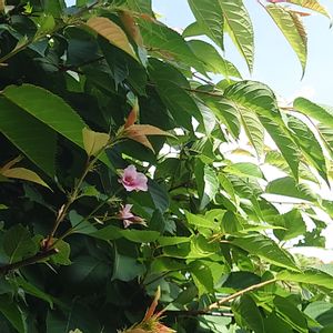河津桜,地植え,小さな庭の画像