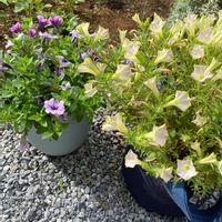 ペチュニア,庭に咲く花,今日の一枚,成長記録,ガーデニングの画像