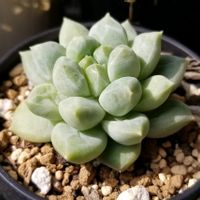 エケベリア,スパイダーウェブグリーンフォーム,多肉植物,おうち園芸,せいちょうきろくの画像