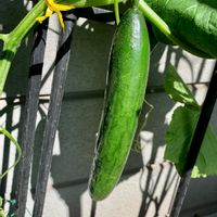 プランター野菜,プランター,キュウリ♪,おうち時間,家庭菜園の画像