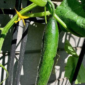 プランター野菜,プランター,キュウリ♪,おうち時間,家庭菜園の画像