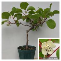 マタタビ,食べられます,低高木？,挿し木,実のなる木の画像
