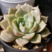 ロマン,エケベリア ロマン錦,エケベリア,多肉植物,おうち園芸の画像