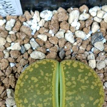 リトープス,ジャクソンズジェイド,多肉植物,メセン類,ビニール温室の画像