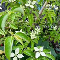 ホンコンエンシス 月光,常緑ヤマボウシ,白い花,シンボルツリー,小さな庭の画像