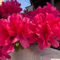 ツツジ,半常緑低木,花壇,公園,庭木の画像