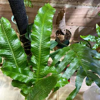 アグラモルファ コロナンス,ドリナリア クエルシフォリア,着生植物,毎月４日はシダの日,植物棚DIYの画像